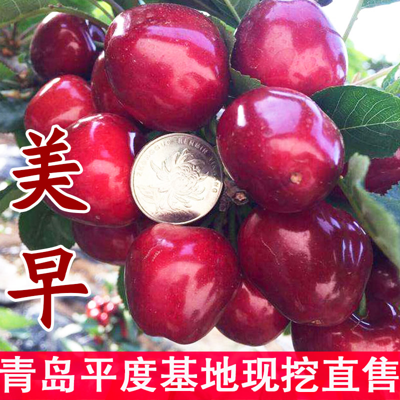 嫁接美早大樱桃树苗现挖包活