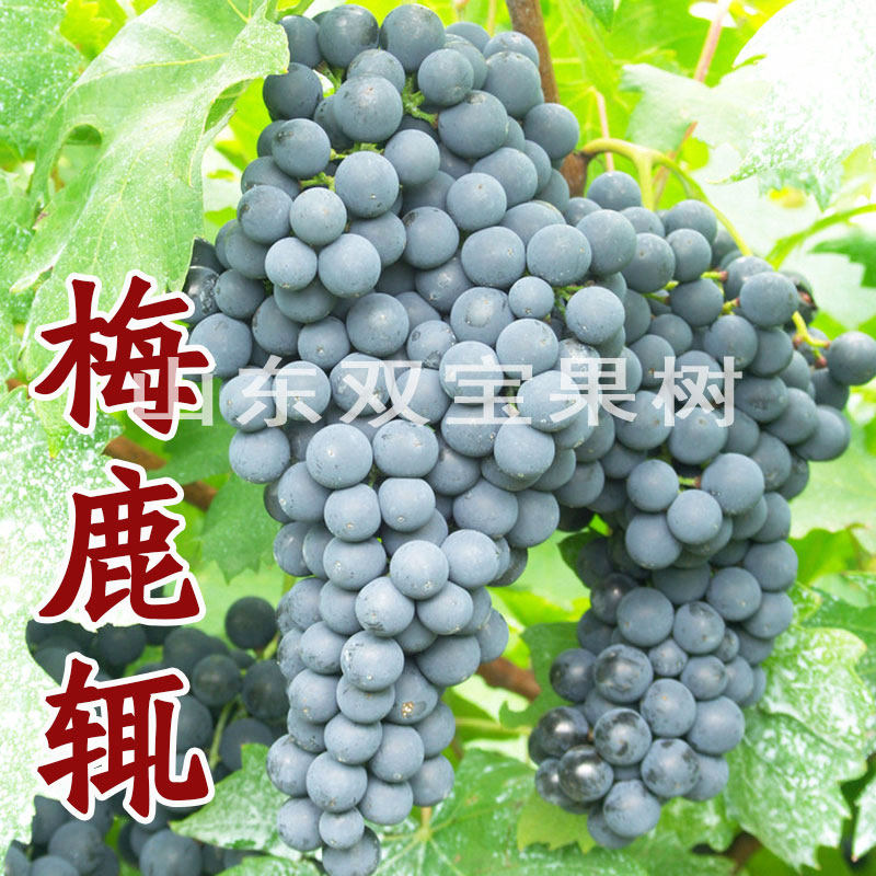 山东平度大泽山嫁接扦插梅鹿辄葡萄苗梅洛美乐酿酒葡萄树苗新品种