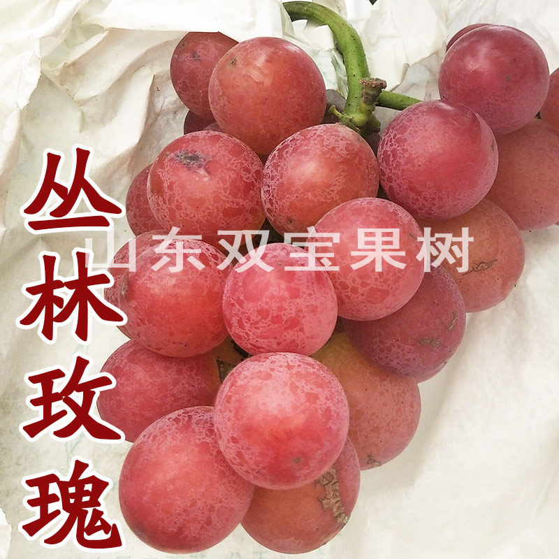 大粒丛林玫瑰葡萄树苗包成活