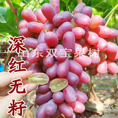 山东深红无籽葡萄树苗包成活