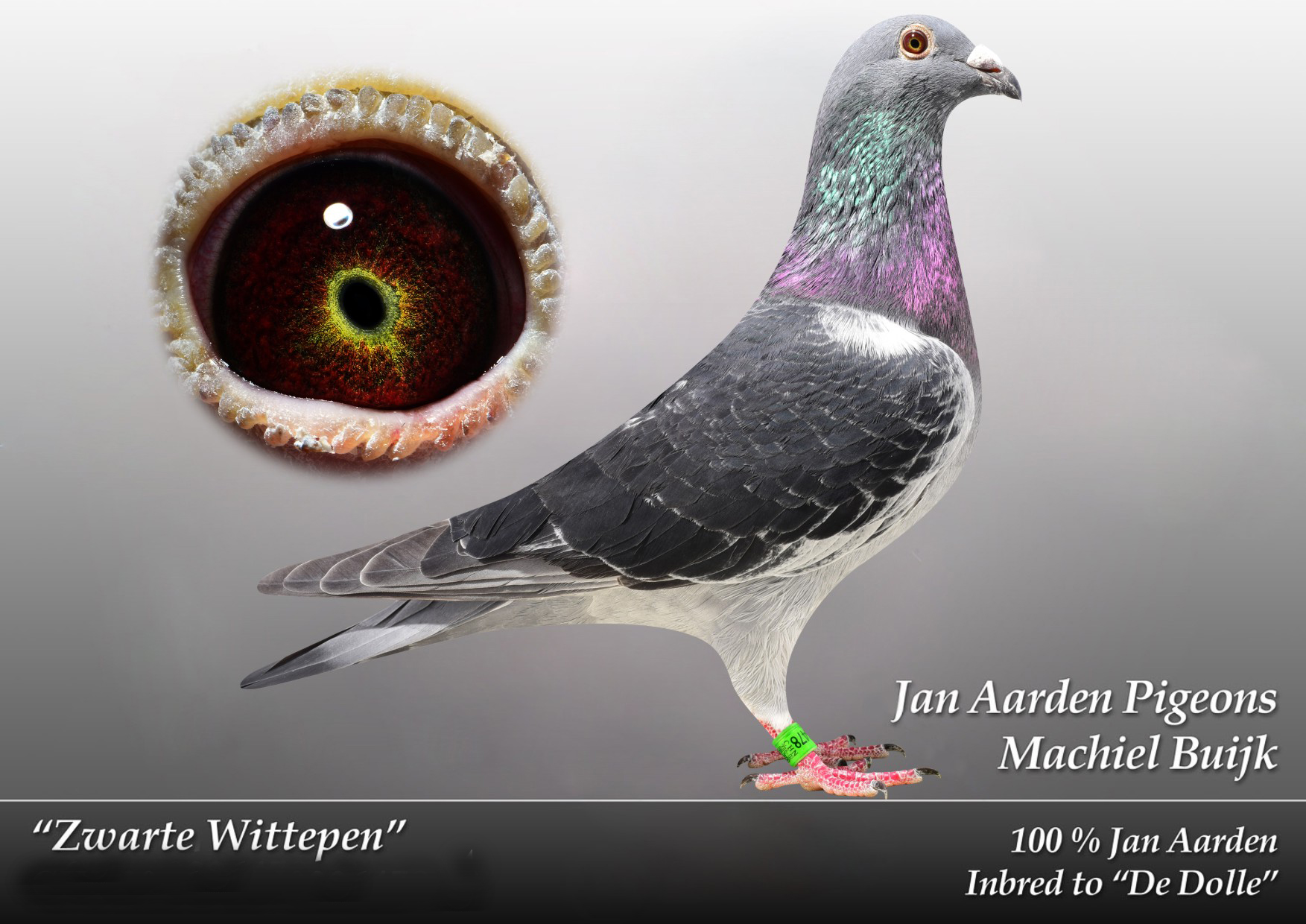 杨阿腾信鸽活体幼鸽一对包邮长距离信鸽种鸽活体超远程