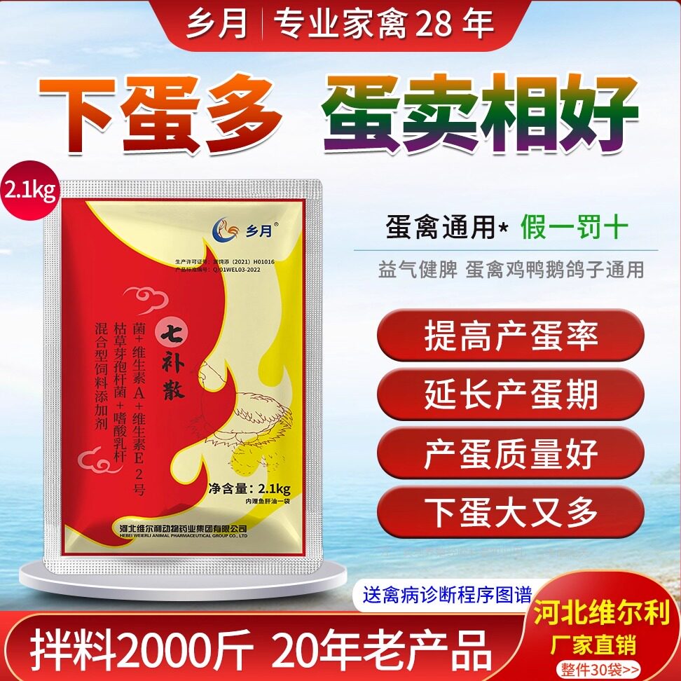 蛋鸡狂下蛋增蛋散家禽产蛋多又好图片