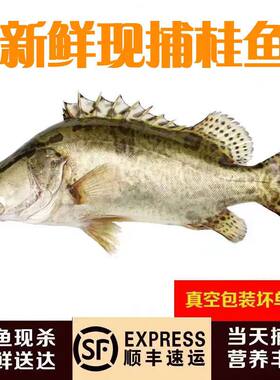凤阳鳜鱼新鲜现杀发货