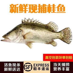 淡水鱼生态鳜鱼桂鱼新鲜桂花鱼季花计划鱼鳌花鱼约鲜活现杀发货