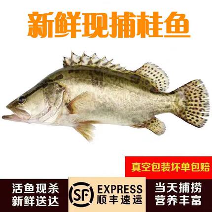 淡水鱼生态鳜鱼桂鱼新鲜桂花鱼季花计划鱼鳌花鱼约鲜活现杀发货