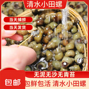 10斤鲜活田螺螺丝商用大号新鲜田螺活体泥螺包活螺蛳粉石螺鲜活