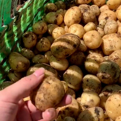 庆元本地黄心小土豆新鲜现挖洋芋粉糯好吃马铃薯