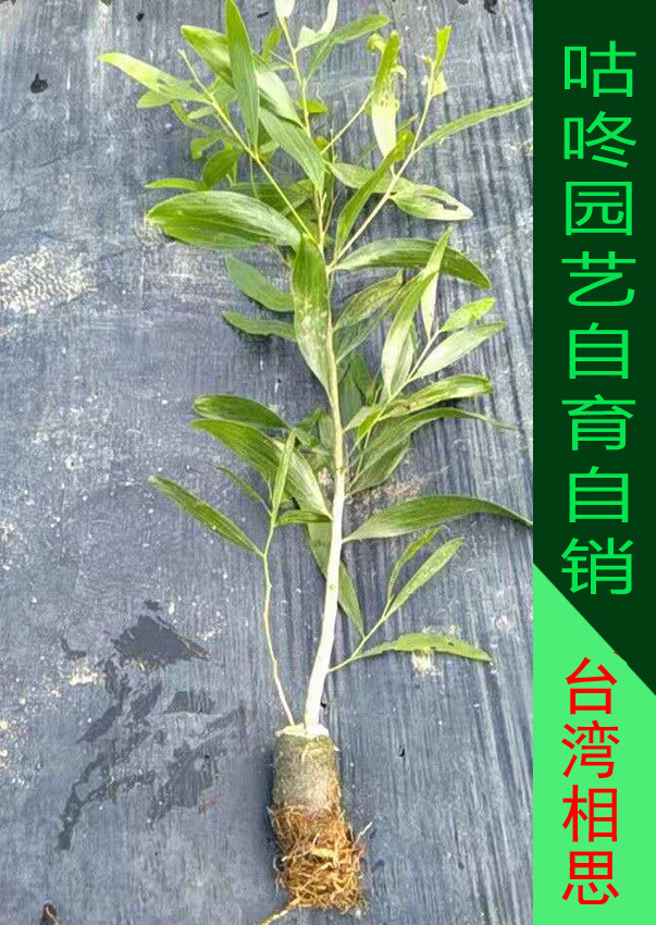 矿山复绿护坡固沙防护林