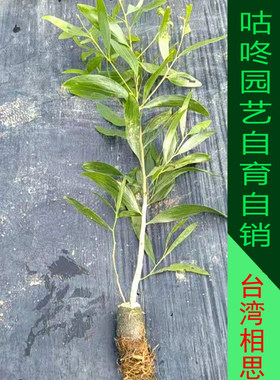 矿山复绿护坡固沙防护林