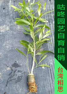 相思树苗 马占相思树苗 台湾大小叶相思树苗马大相思固沙景观绿化
