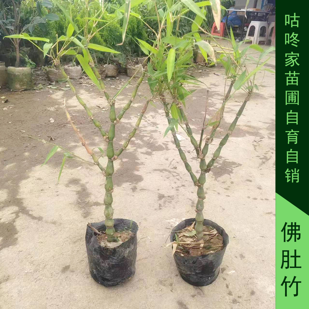 大佛肚竹大罗汉竹佛竹庭院观赏绿化植物直径10厘米罗汉竹盆栽