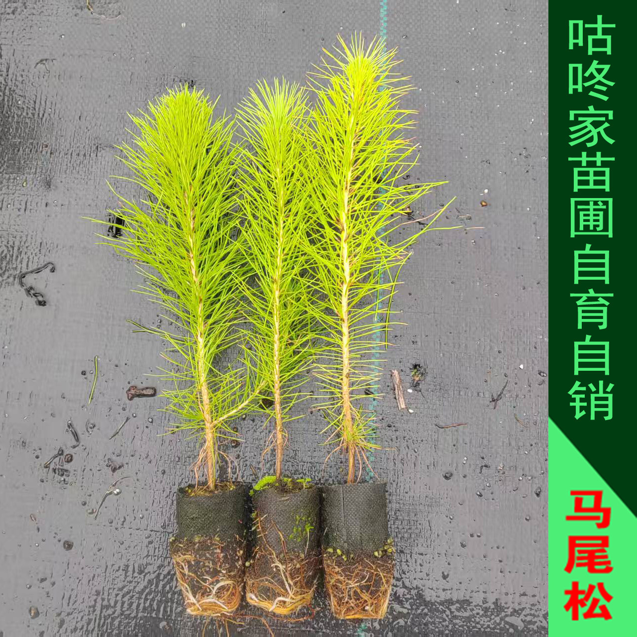良种生长快绿化防护林马尾松