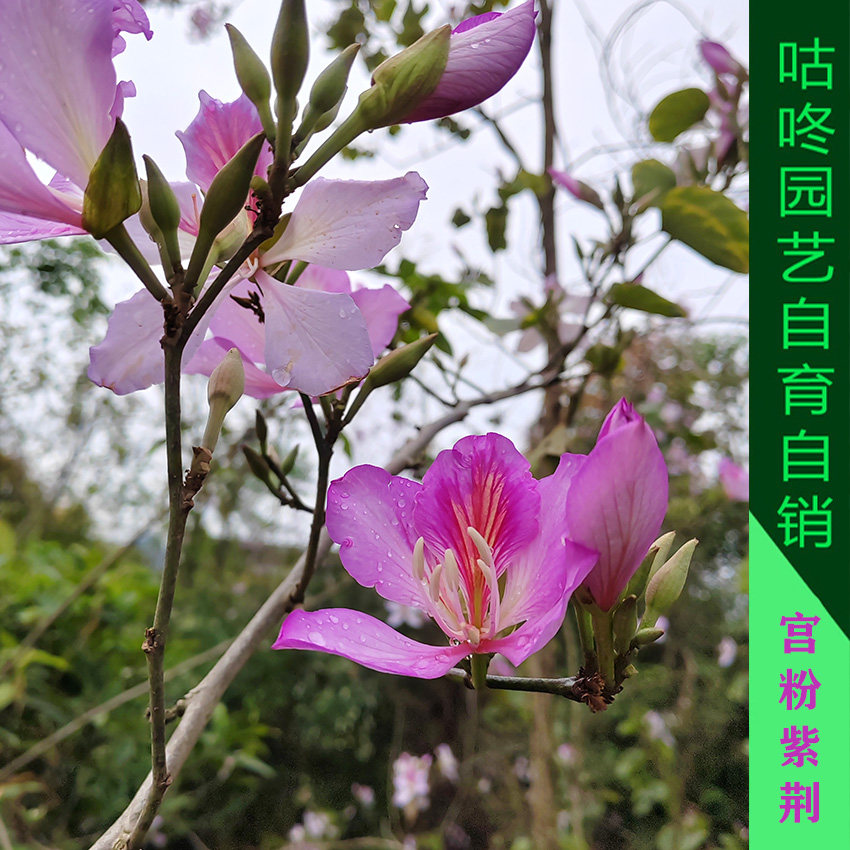 宫粉羊蹄甲紫荆花洋紫荆弯