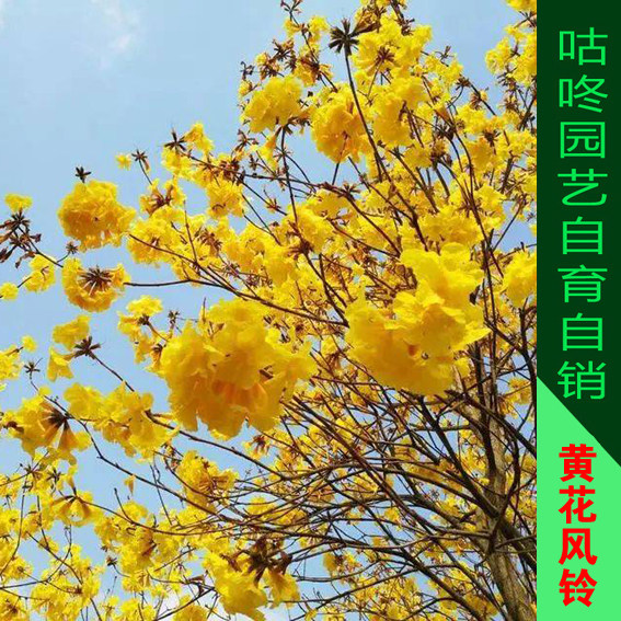 黄花风铃木树苗泰国金花多花盆栽