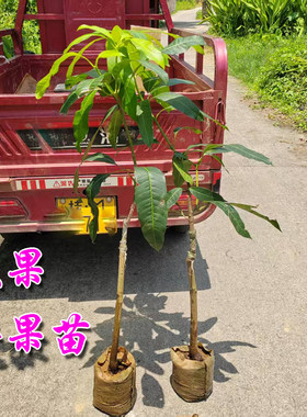 芒果树苗台湾金煌芒苗  巨芒嫁接树金黄芒嫁接果树苗盆栽果树青芒
