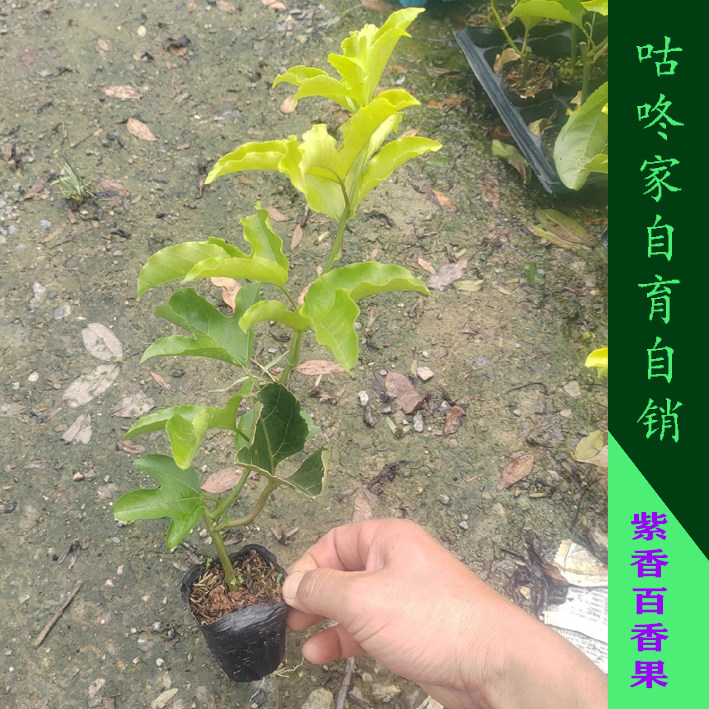 紫香百香果嫁接树苗四季不断结果