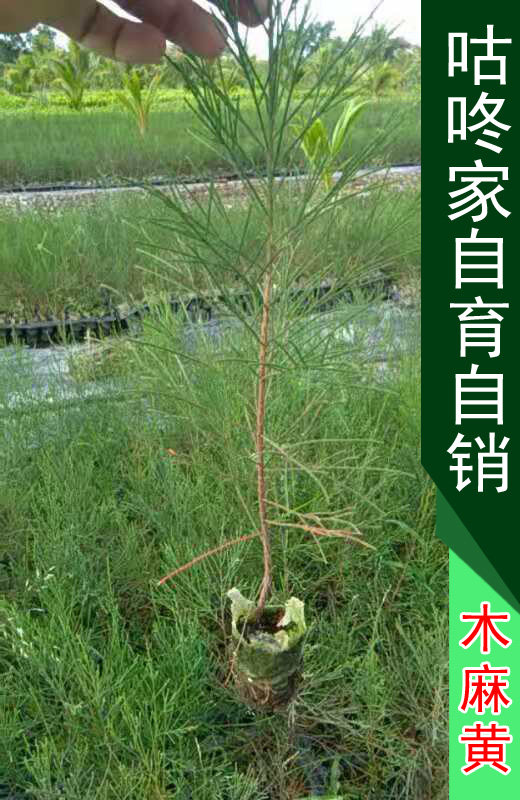 木麻黄树苗马尾松松树绿化工程