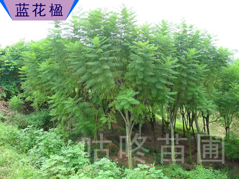 珍贵工程绿化易种植蓝花楹树苗