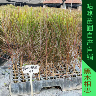 黑木相思树苗 澳洲相思树苗  澳洲黑檀树苗 速生苗木 名贵树种