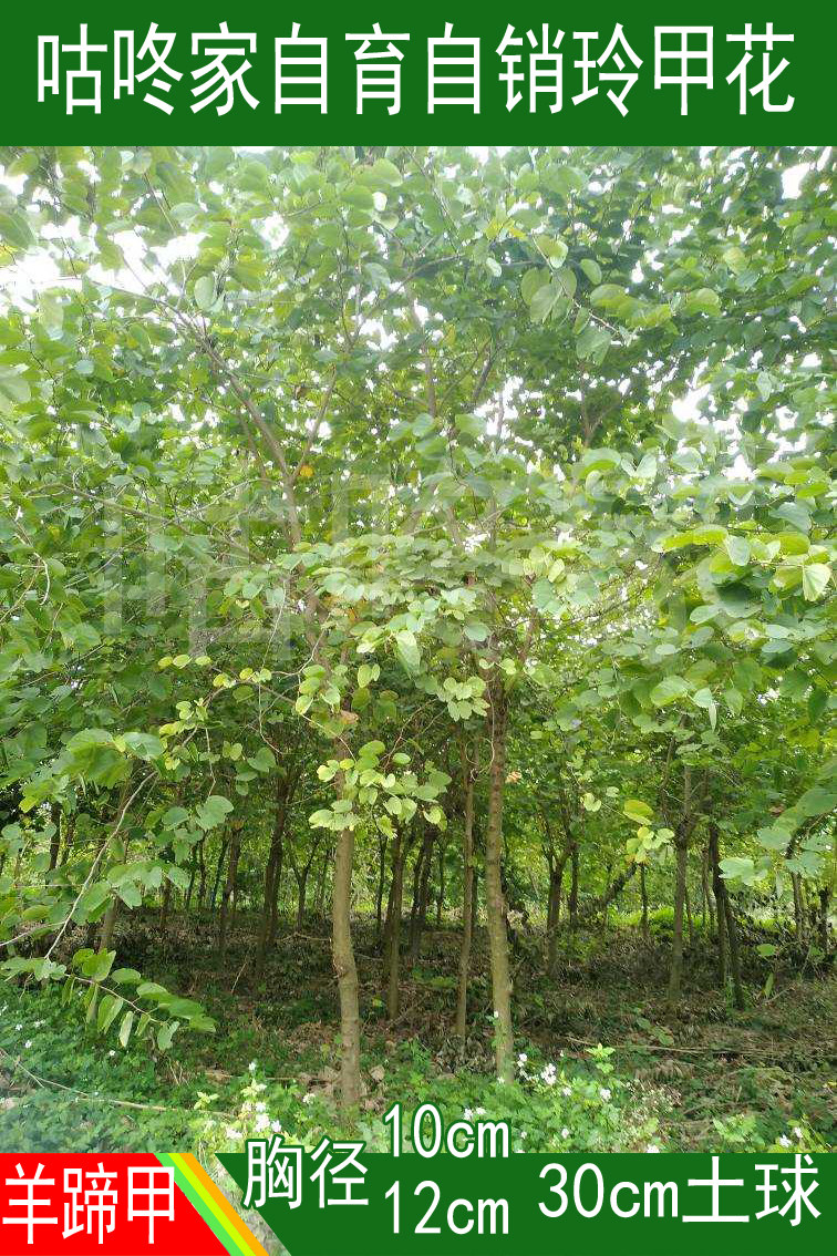 羊蹄甲树苗 红花紫荆 红花羊蹄甲宫粉紫荆香港红紫荆花绿化树苗