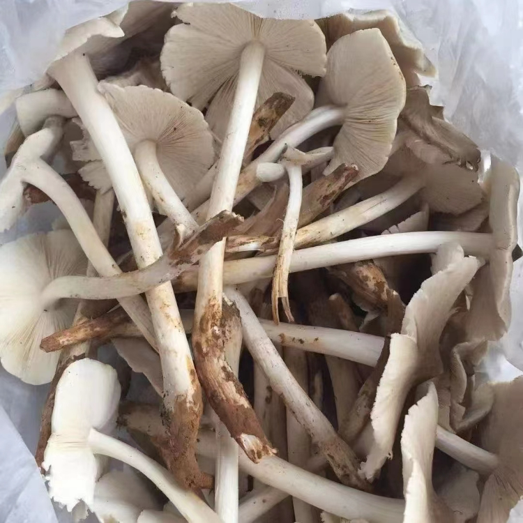 新鲜大开伞野生鸡枞菌荔枝菌夏至菇鸡肉春斗鸡公白蚁菌伞把菌蘑菇