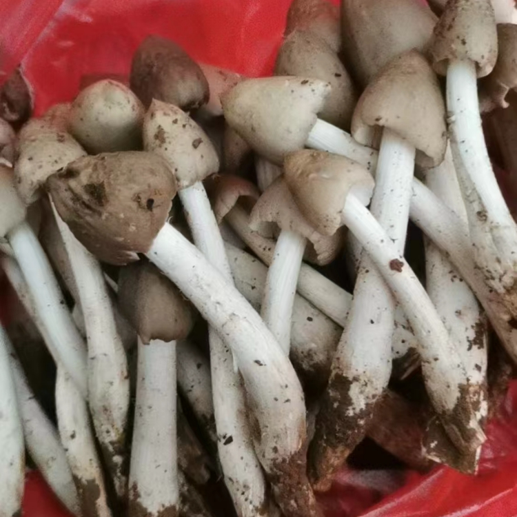 半开伞野生新鲜菌菇鸡枞菌荔枝菌伞把菇鸡肉丝菇斗鸡公三塔菌蘑菇