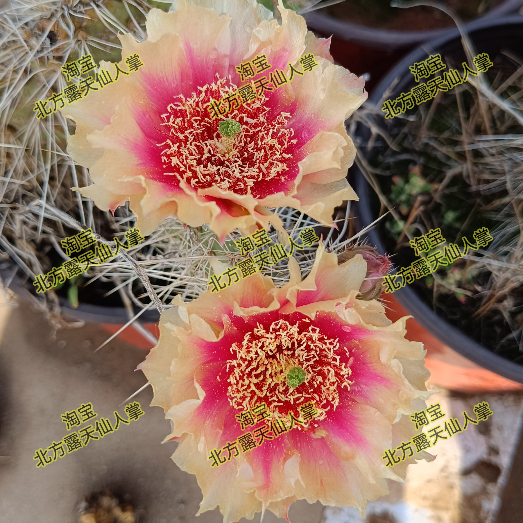 美花灰熊团扇开花仙人掌