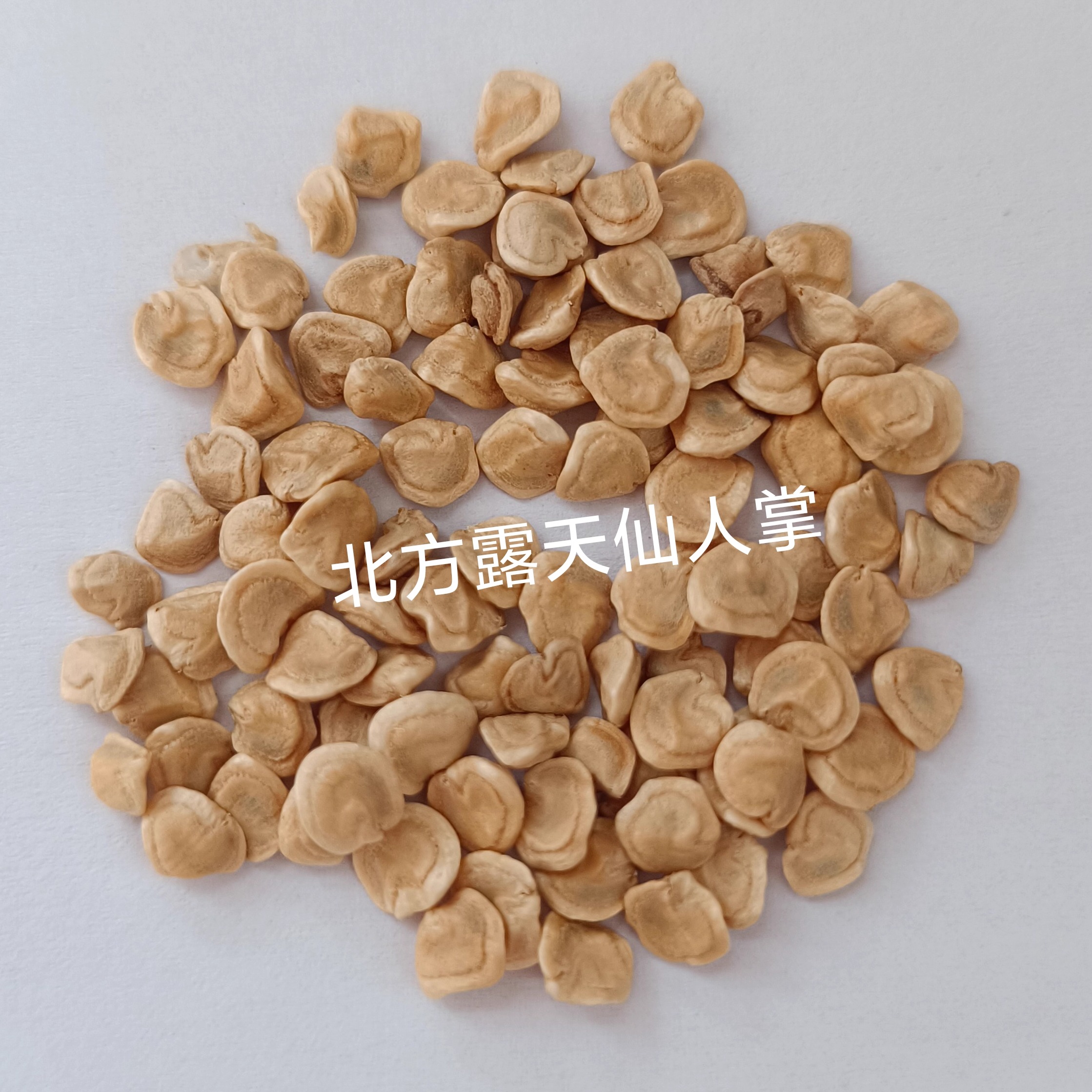 仙人掌种子北方露天仙人掌