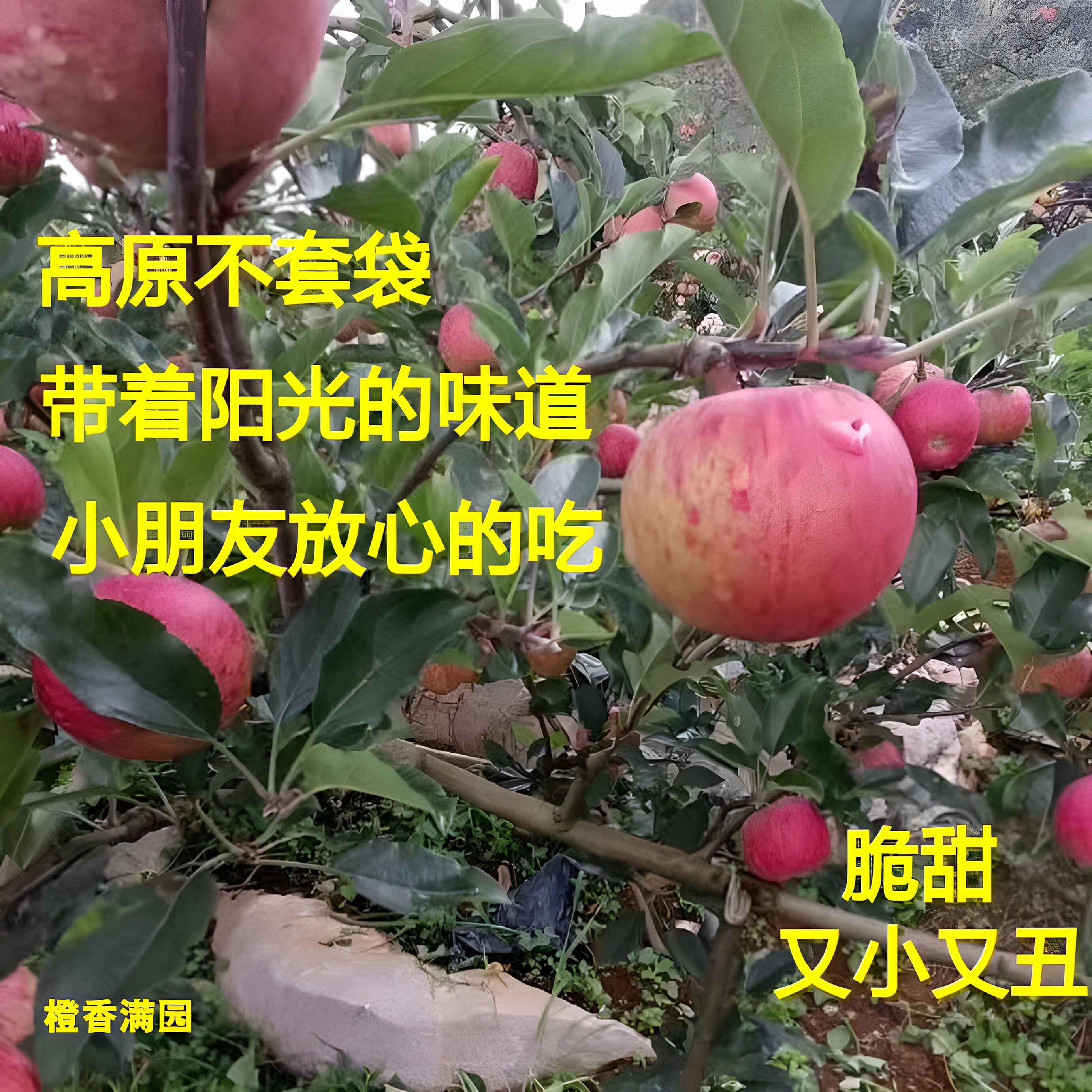 半野生云南蒙自小苹果不打药丑果