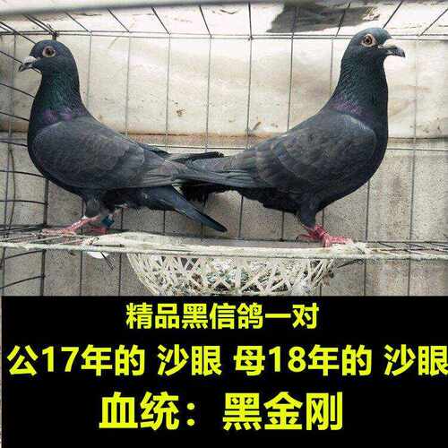 纯黑色信鸽一对黑金刚信鸽桑杰士
