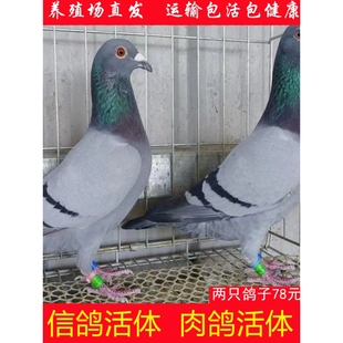鸽子活体信鸽一对活鸽子肉鸽青年鸽白羽王鸽散养鸽雨点瓦灰鸽子活