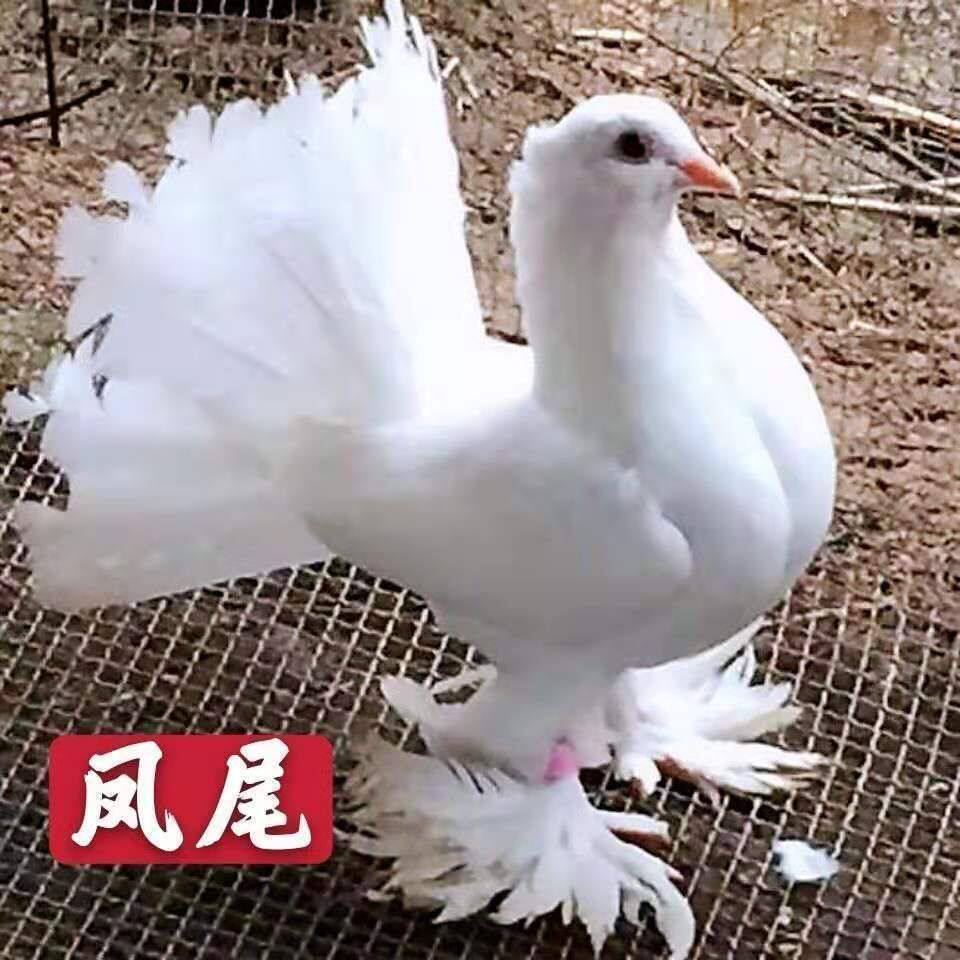 凤尾鸽子活体纯白黄色孔雀鸽种鸽