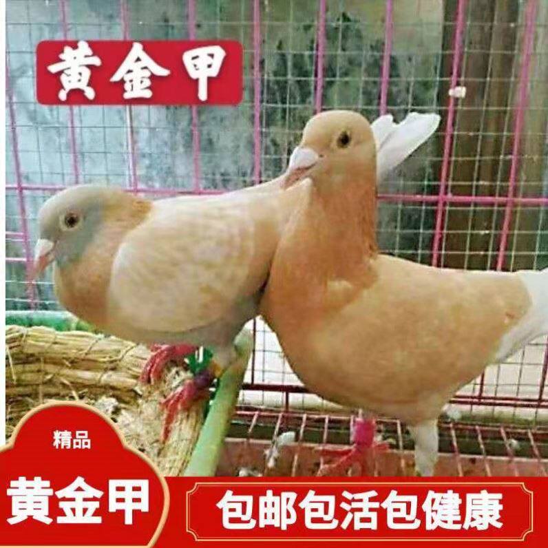 【黄金甲鸽子】鸟类活体宠物信鸽比赛鸽成年鸽种鸽青年鸽幼鸽信鸽