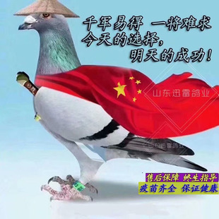 信鸽纯种赛鸽种鸽原环后代幼鸽宠物鸟观赏鸽活体鸽子活物一对包活