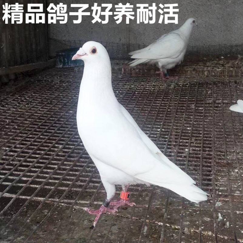 鸽子活一对原配信鸽赛鸽肉鸽观赏