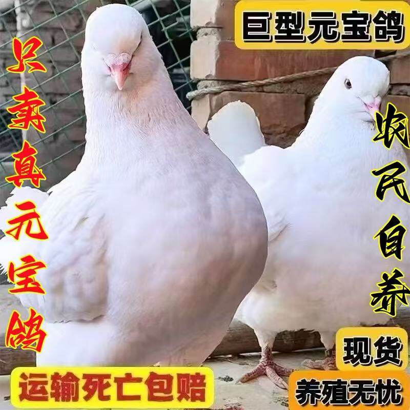 大体元宝鸽子公母一对活的宠物元宝幼鸽子观赏鸽肉鸽成年种鸽繁殖