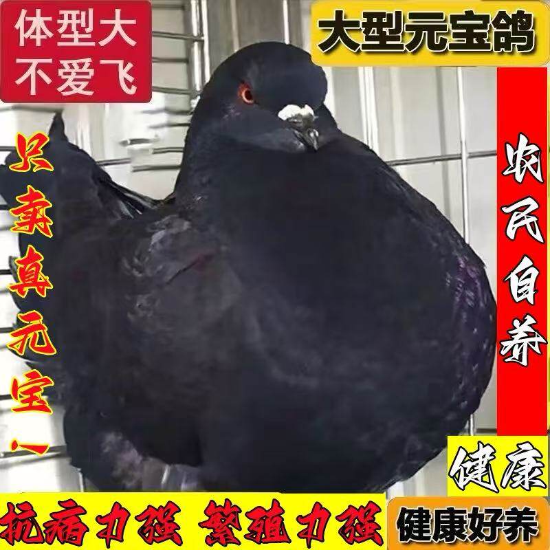 大型元宝鸽公母一对活的宠物元宝幼鸽子大观赏鸽肉鸽成年种鸽繁殖 - 实物图