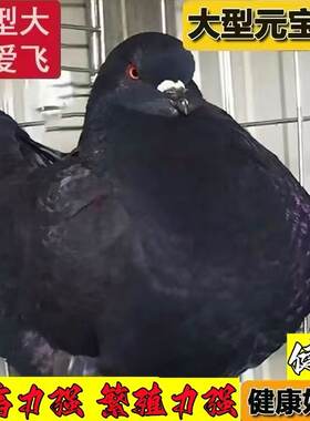 大型元宝鸽公母一对活的宠物元宝幼鸽子大观赏鸽肉鸽成年种鸽繁殖
