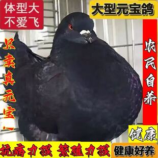 大型元宝鸽公母一对活的宠物元宝幼鸽子大观赏鸽肉鸽成年种鸽繁殖