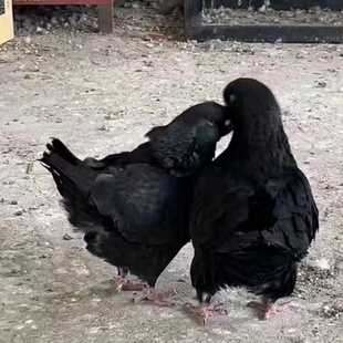 种鸽纯种巨型元宝鸽子活公母一对大体幼鸽观赏宠物肉鸽包下蛋包邮
