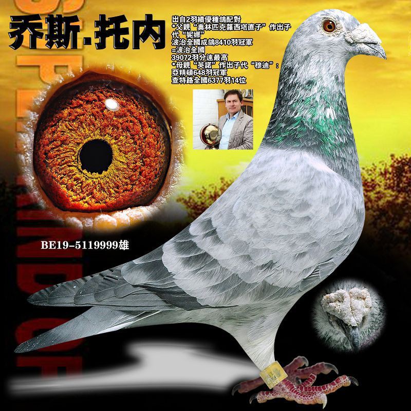 信鸽鸽子活体成绩鸽种鸽血统鸽名