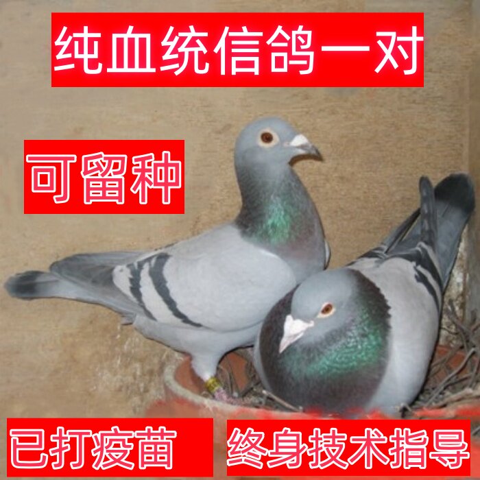 鸽子活一对观赏鸽信鸽赛鸽鸽子小