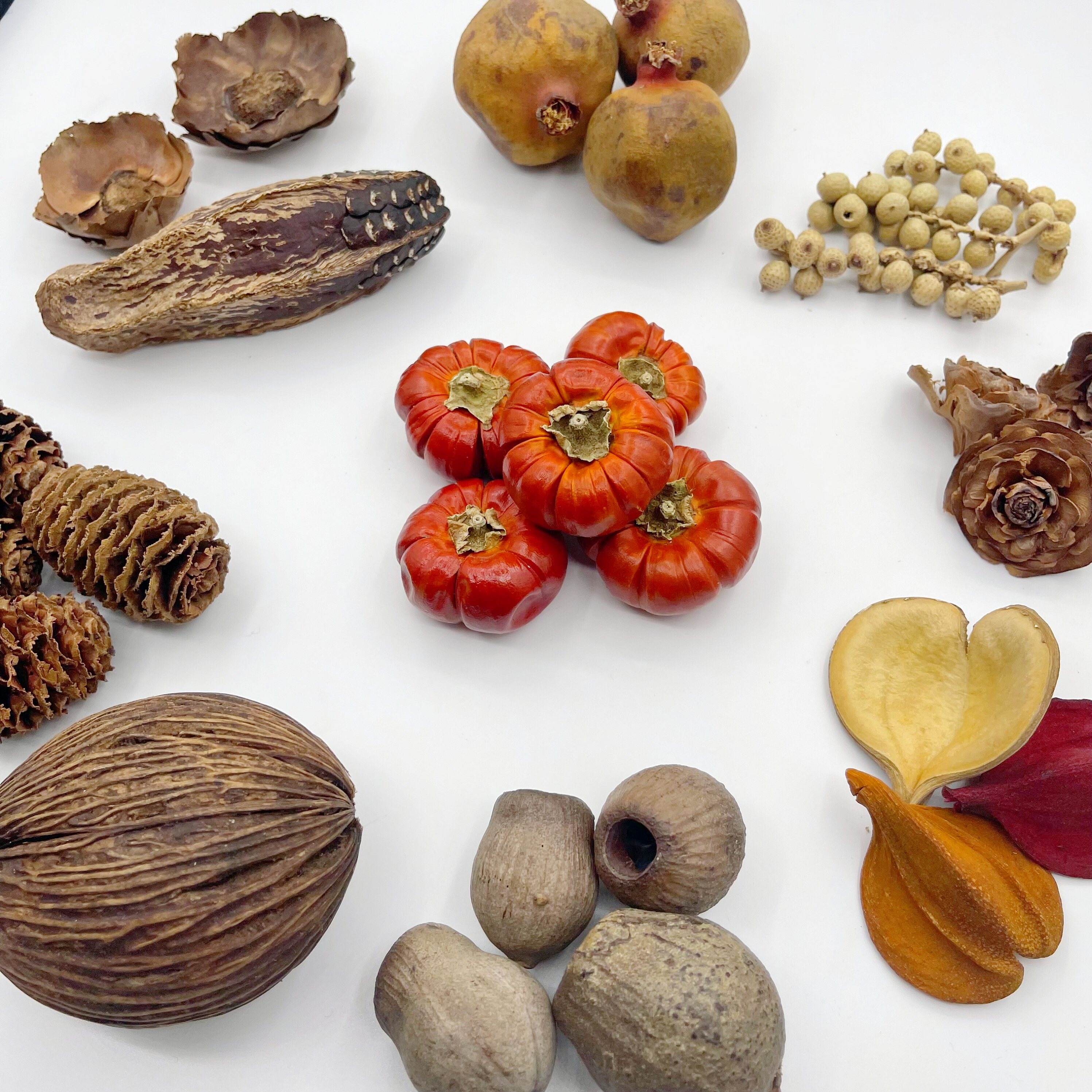 植物干燥果实果壳树叶 天然进口原材料 菩提叶干花包大地农园辅材,家居饰品,干花/花瓣/干花包/干树枝,淘宝优惠券,粉丝福利购,淘宝优惠卷