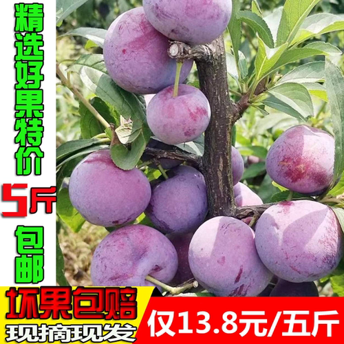 四川脱骨李子新鲜现摘当季脆甜孕妇水果半边红空心李茵红李脆红李