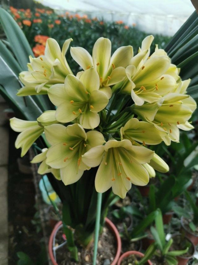 绿色花一年生4到5片叶