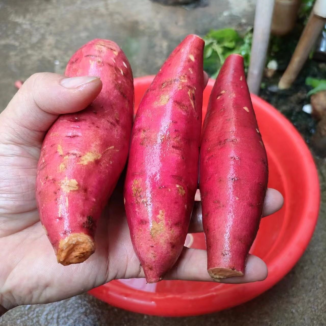 胭脂红超甜小番薯糖心蜜薯新鲜红心西瓜红现挖地瓜农家蜜薯红薯