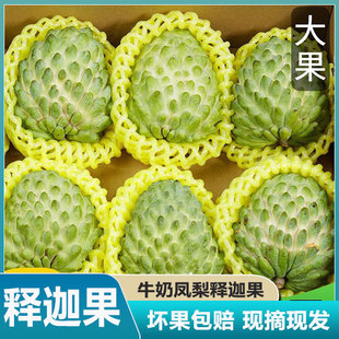 正宗凤梨释迦果新鲜番荔枝5斤牛奶林檎摩尼大果水果版纳元谋释迦