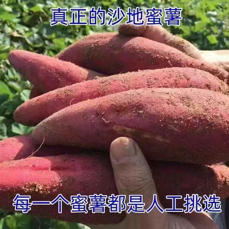 烟薯西瓜蜜薯糖心流油红薯板栗薯济薯26西瓜红地瓜辽宁自家种植