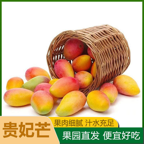 广西贵妃芒香甜芒果新鲜水果水果当季整箱红金龙非辣椒芒尝鲜时令