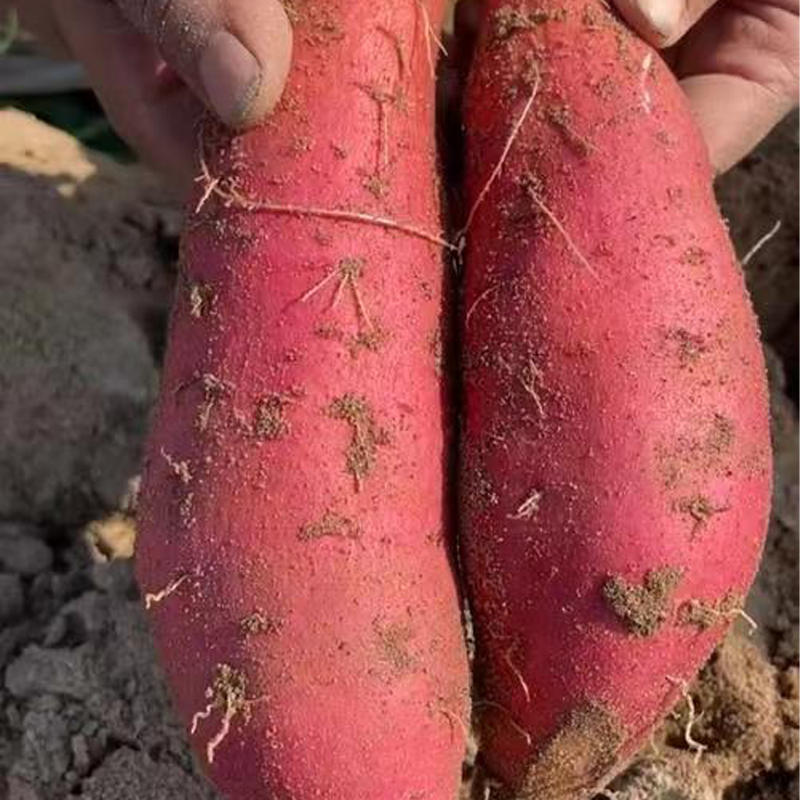 老品种黄心板栗薯地瓜红薯新鲜农家自种黄瓤山芋黄薯番薯黄皮蕃著